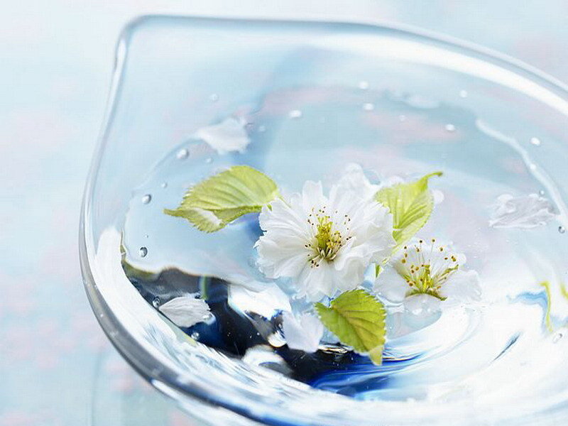 Cherry blossoms in a glass bowl