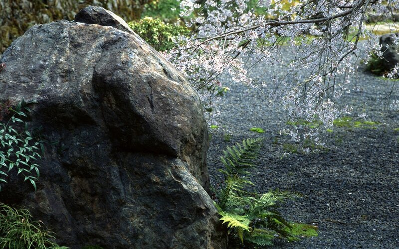 Cherry blossoms in a Japanese garden