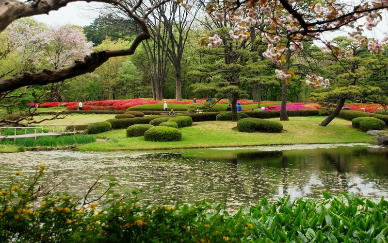 Cherry blossoms in a Japanese garden