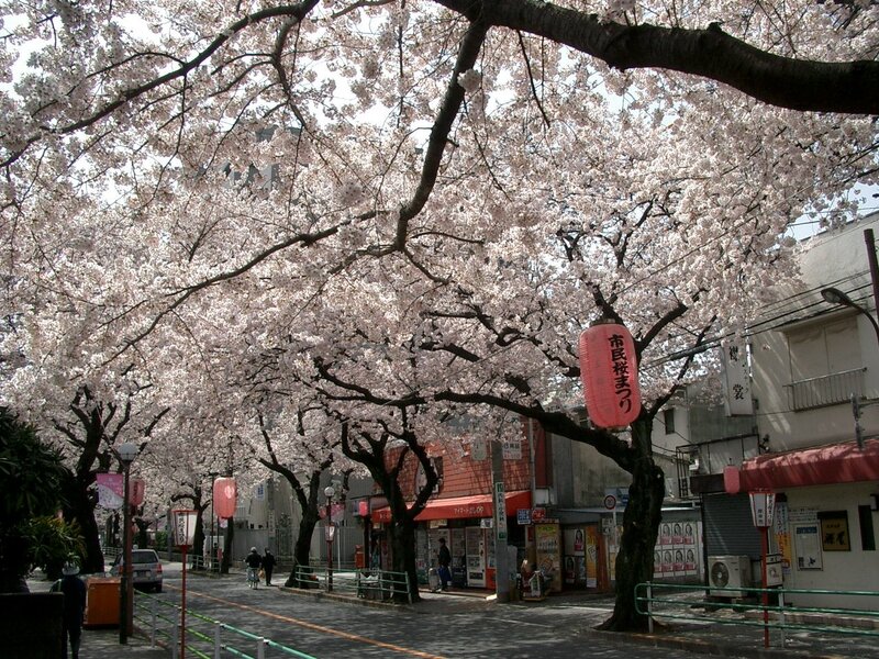 Cherry blossoms in a Japanese street