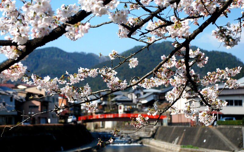 Cherry blossoms in a Japanese town