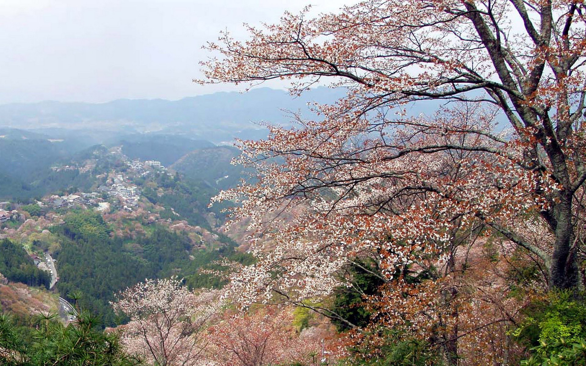 Cherry blossoms in a mountain valley
