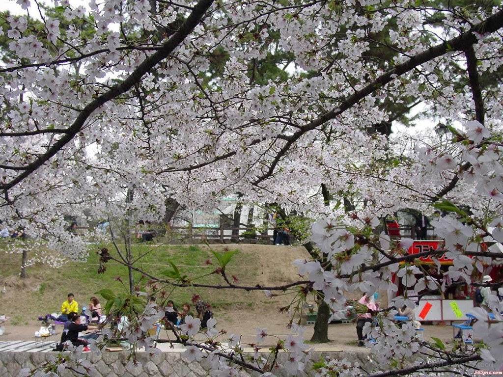 Cherry blossoms in a park