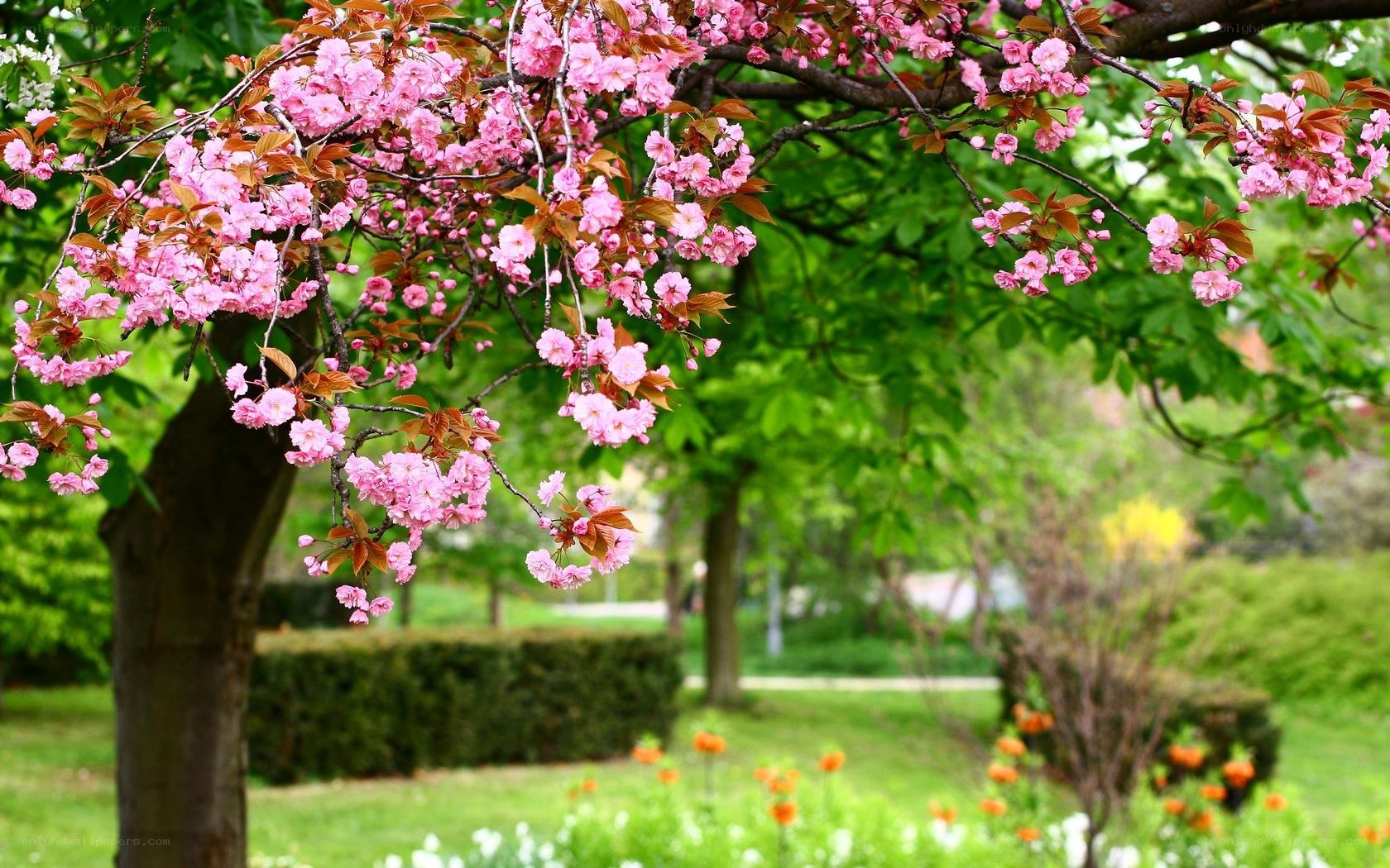 Cherry blossoms in a park