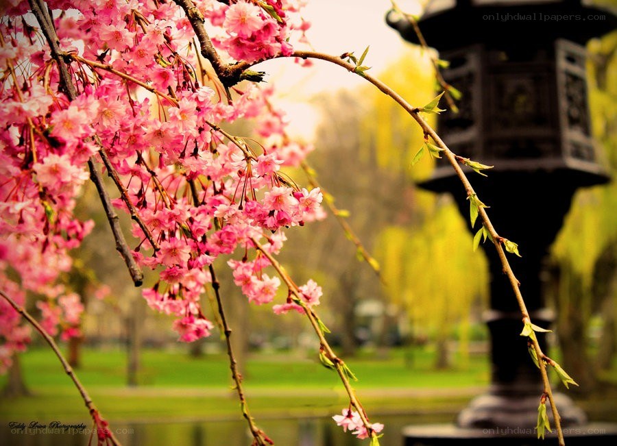 Cherry blossoms in a park