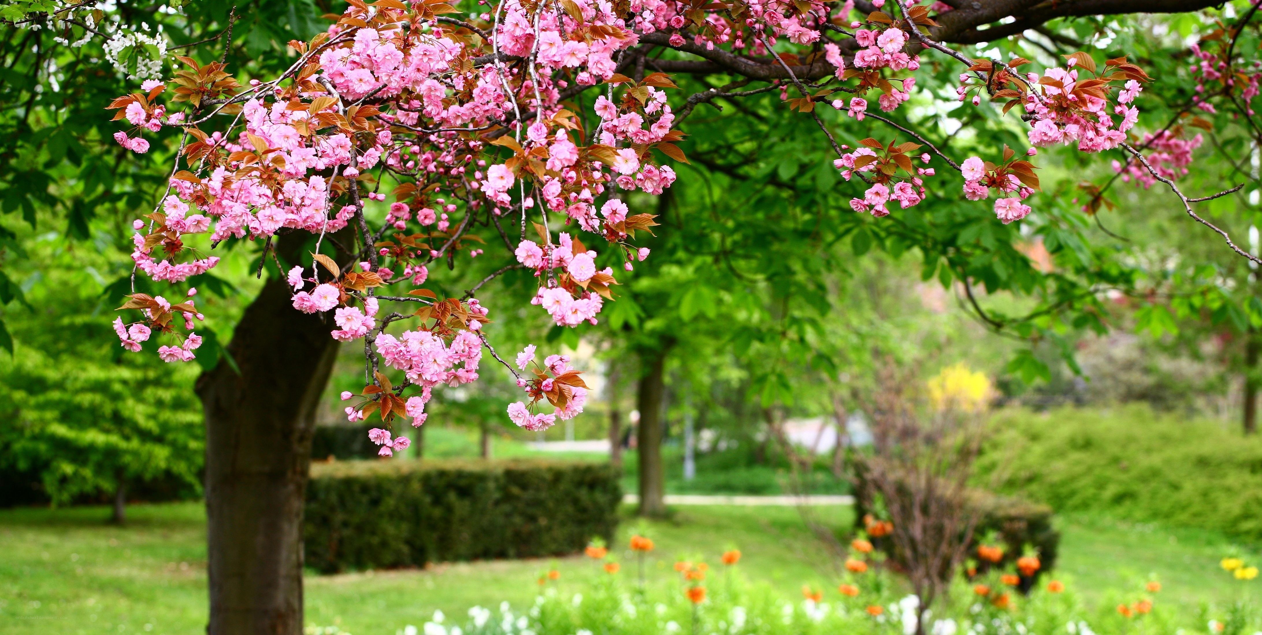 Cherry blossoms in a park
