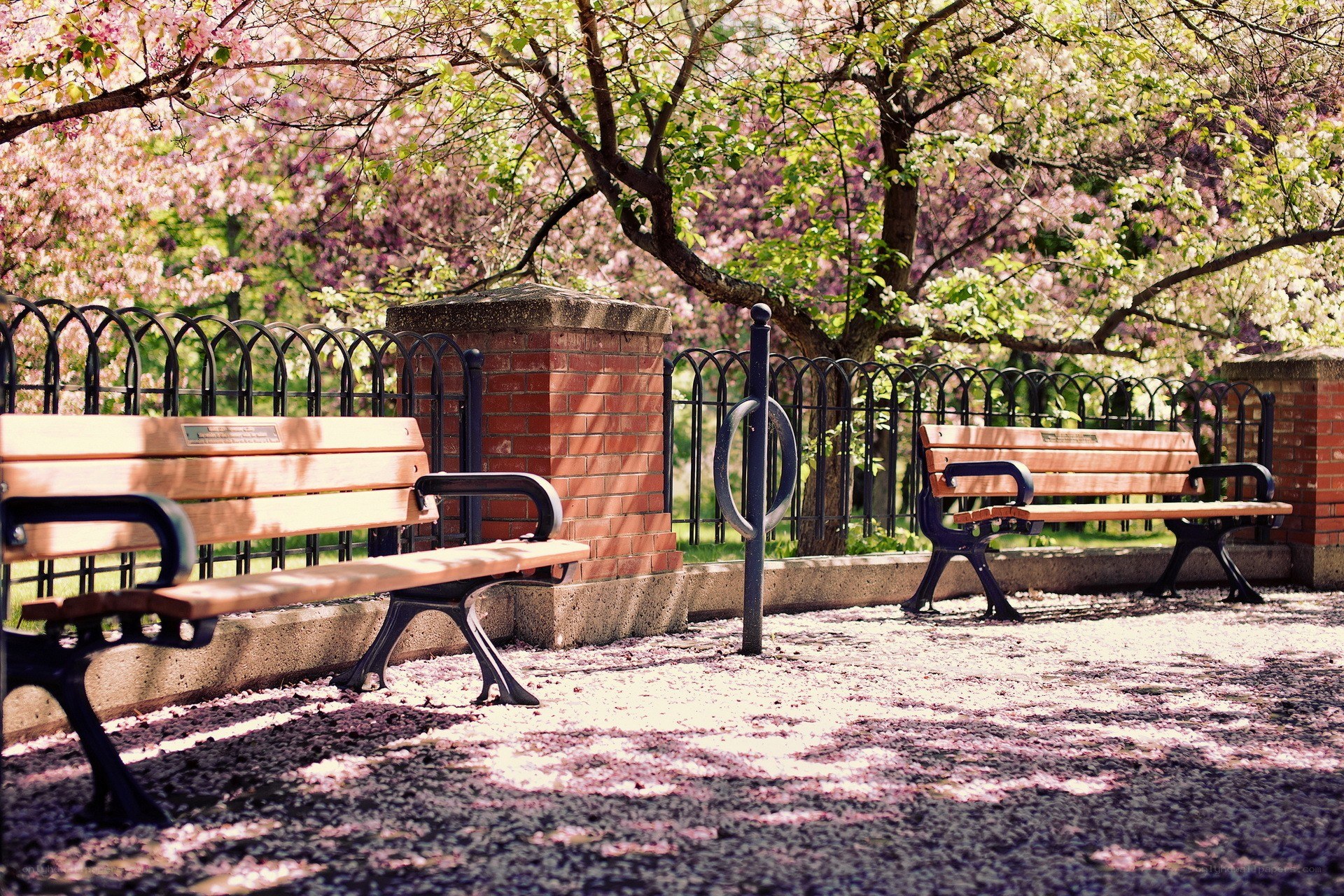 Cherry blossoms in a park