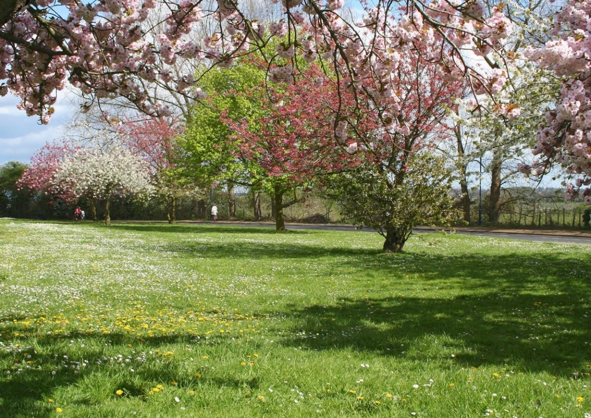 Cherry blossoms in a park