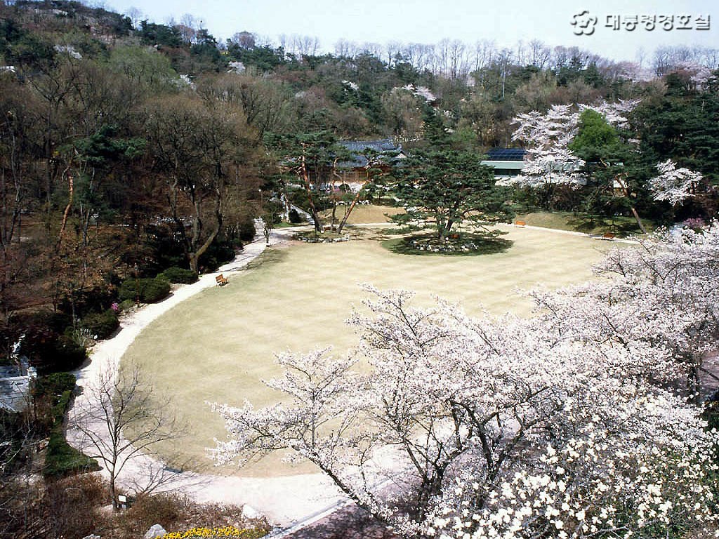Cherry blossoms in a park