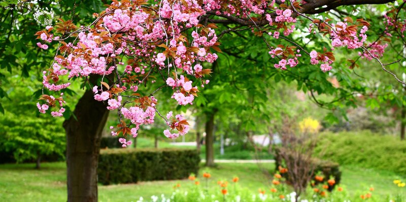 Cherry blossoms in a park