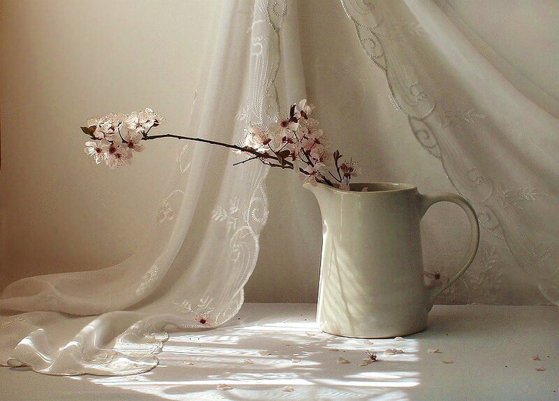 Cherry blossoms in a pitcher