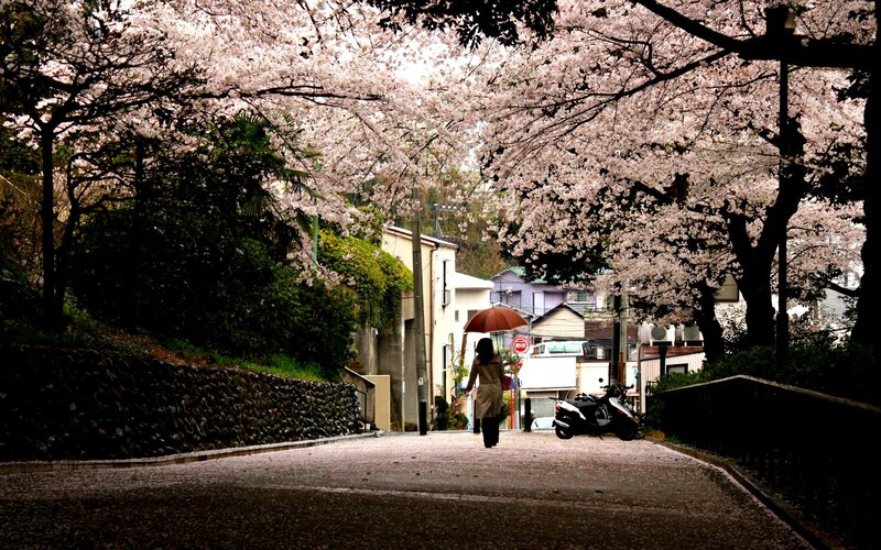 Cherry blossoms in a quiet street