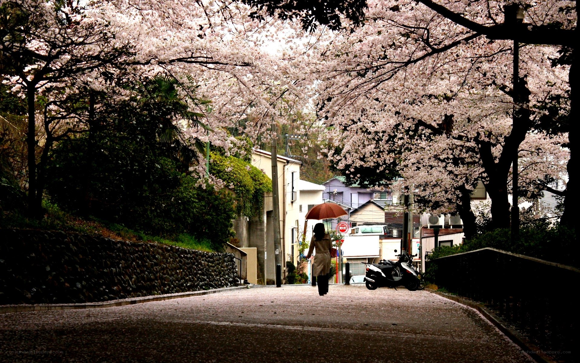 Cherry blossoms in a quiet street