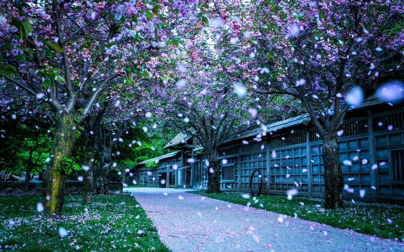 Cherry blossoms in a traditional garden