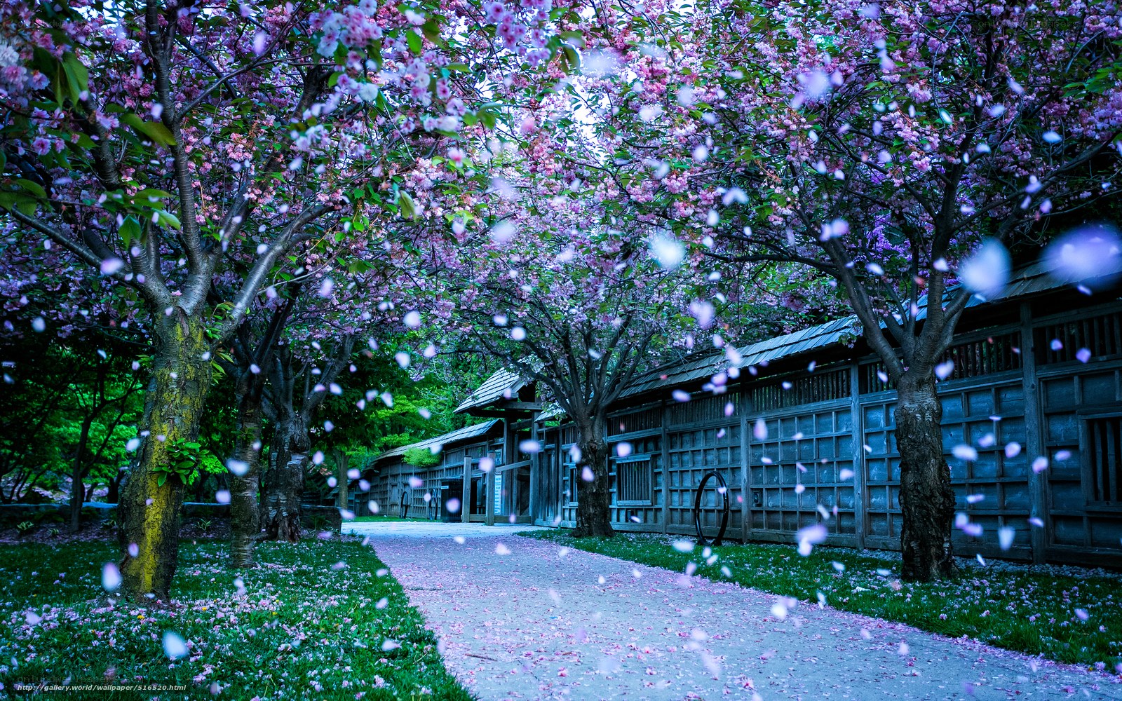 Cherry blossoms in a traditional garden