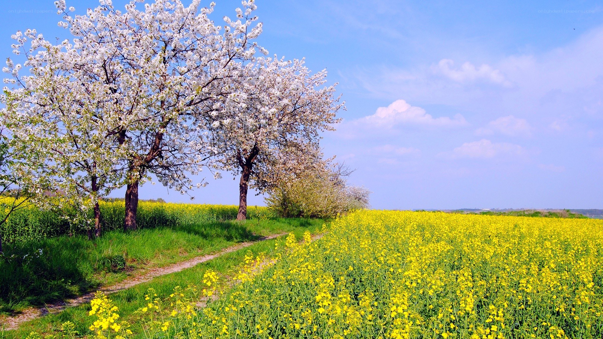 Cherry blossoms in a yellow field