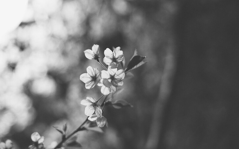 cherry blossoms in black and white