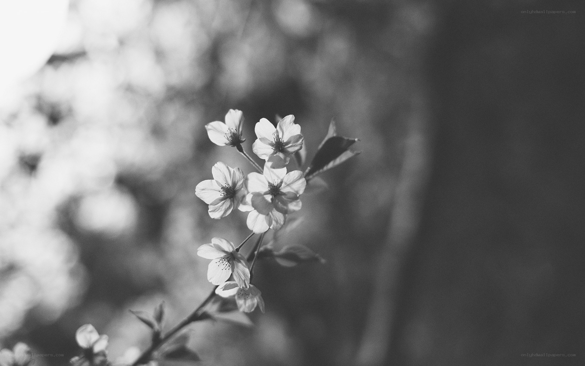 cherry blossoms in black and white