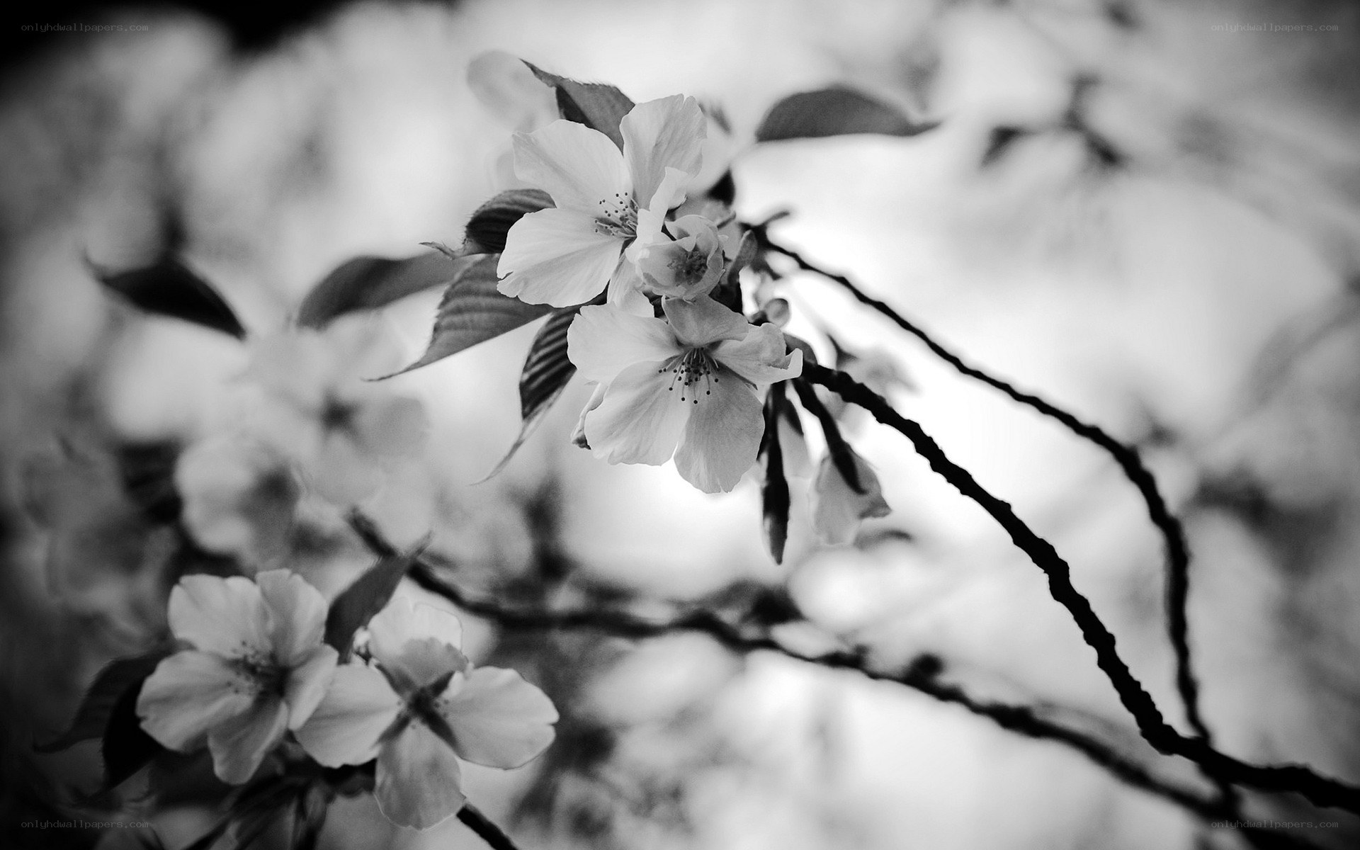 Cherry blossoms in black and white