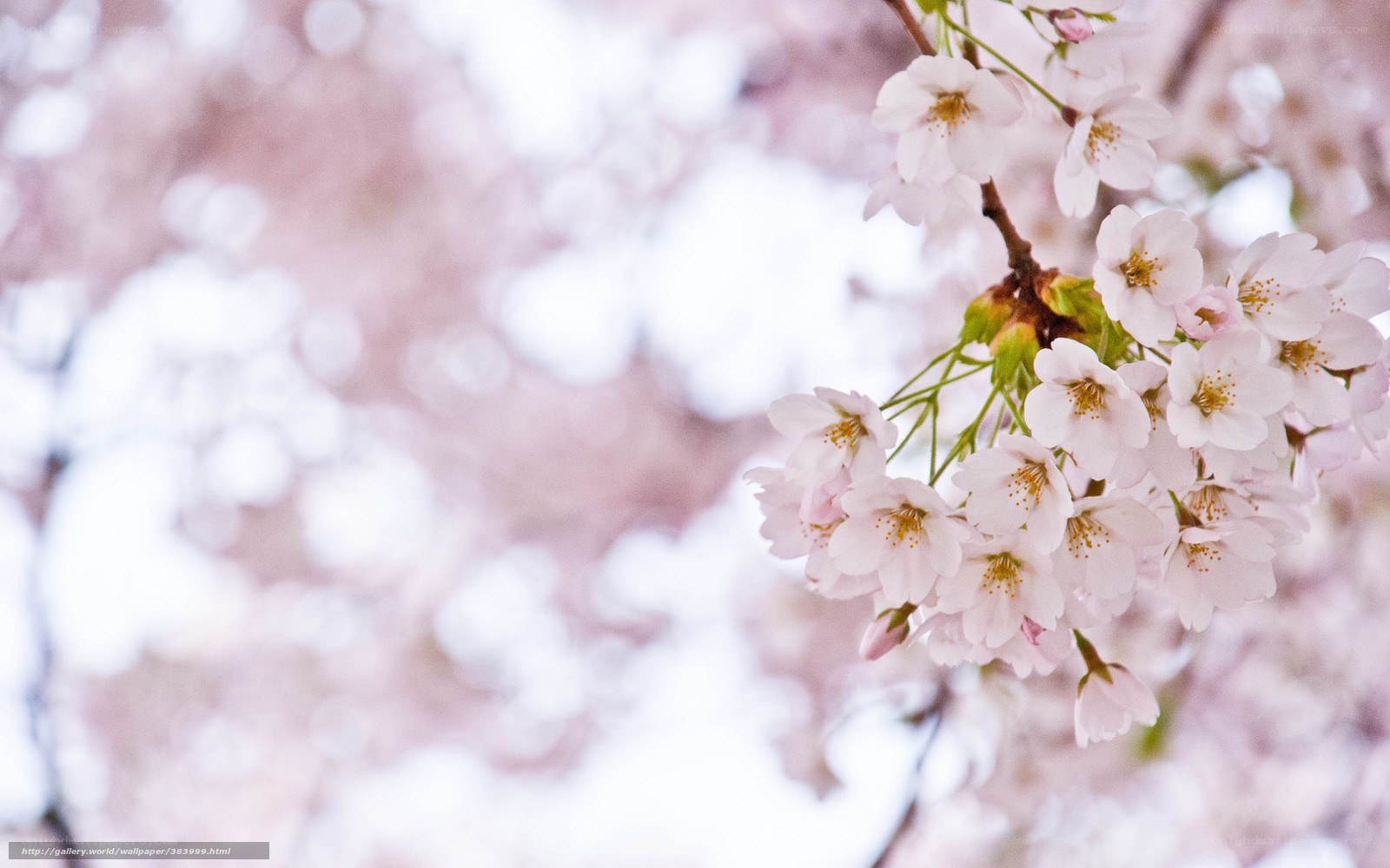 Cherry blossoms in bloom