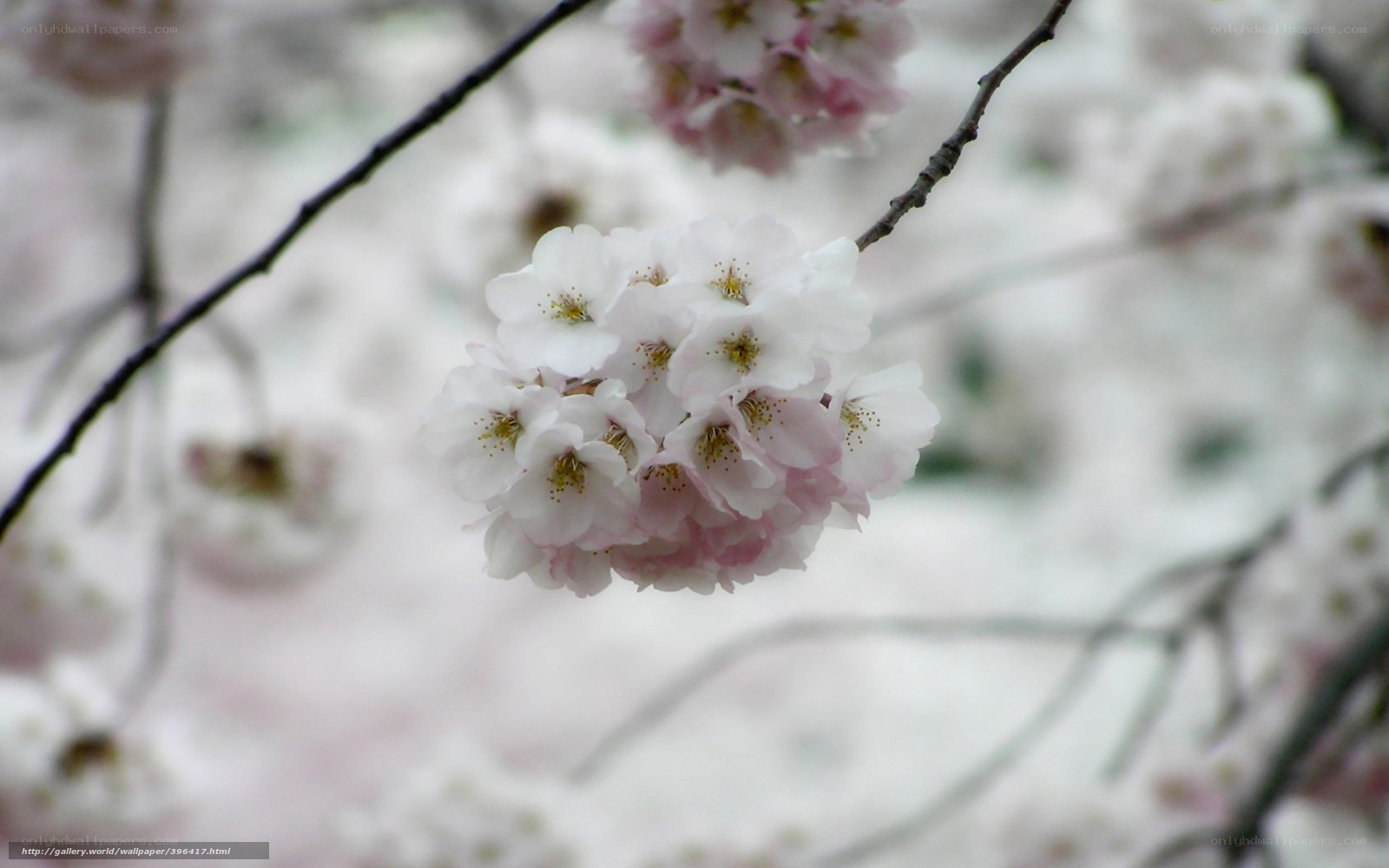 Cherry blossoms in bloom