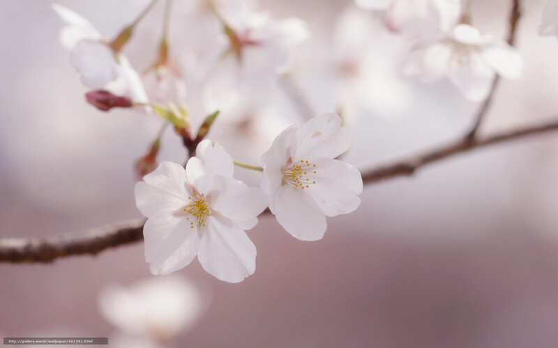 Cherry blossoms in bloom