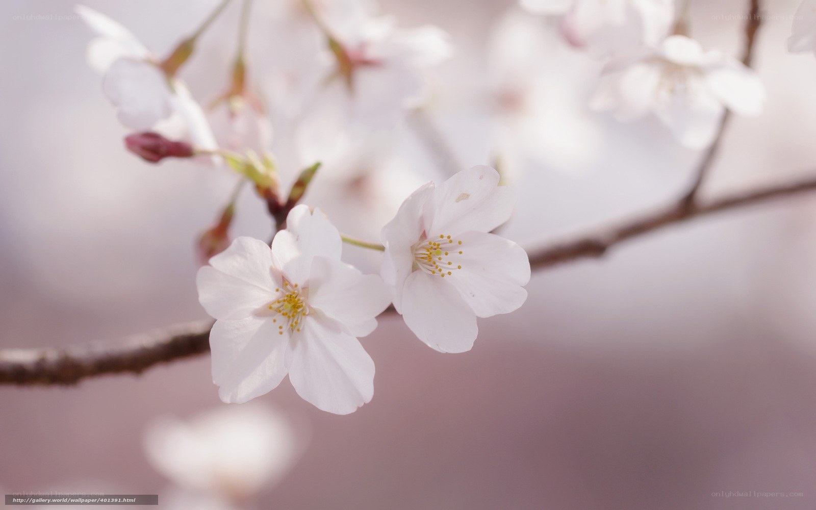 Cherry blossoms in bloom