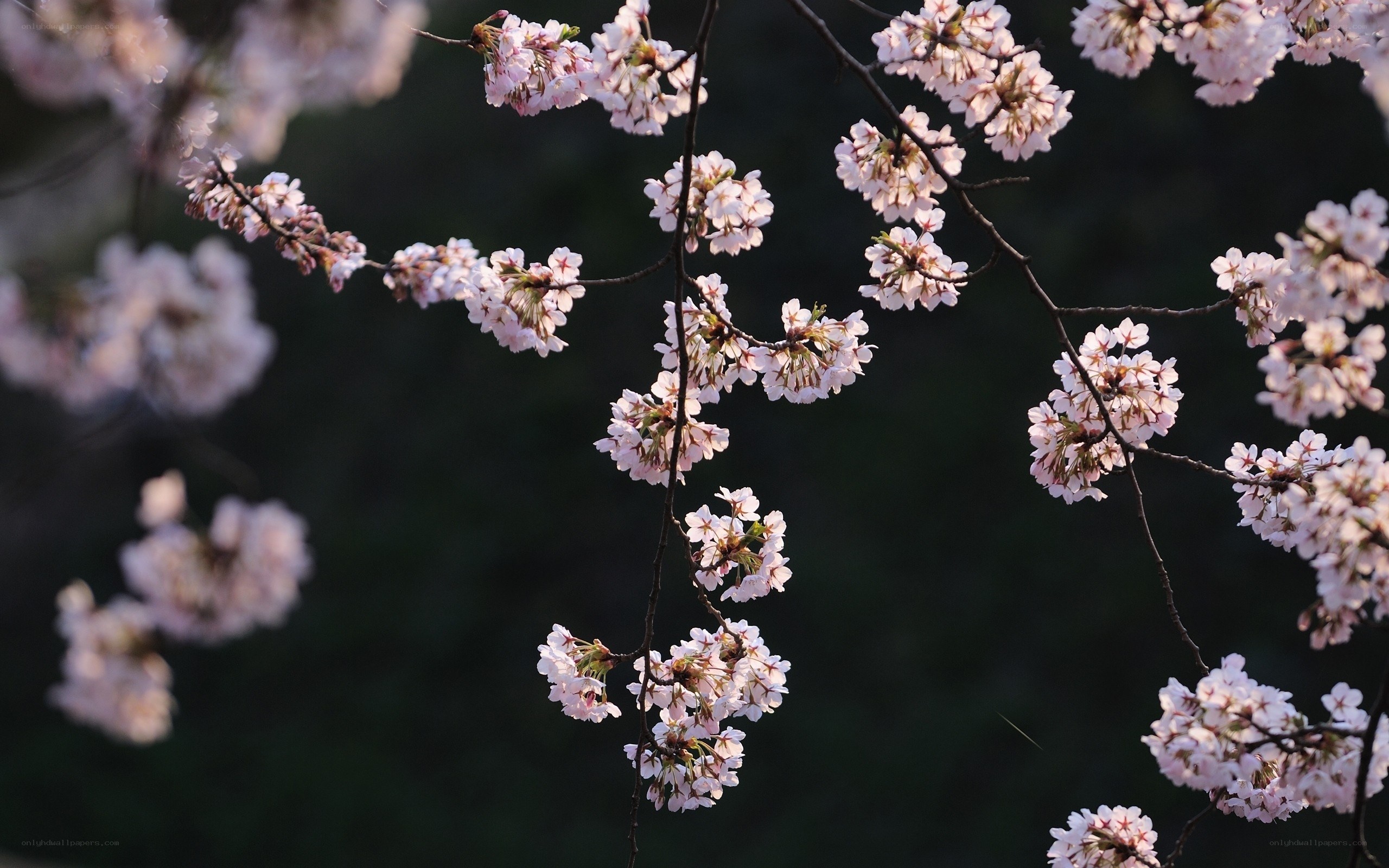 Cherry blossoms in bloom
