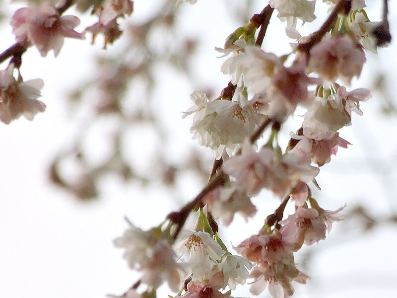 Cherry blossoms in bloom