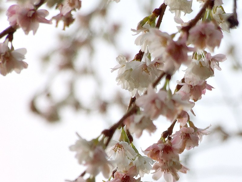 Cherry blossoms in bloom