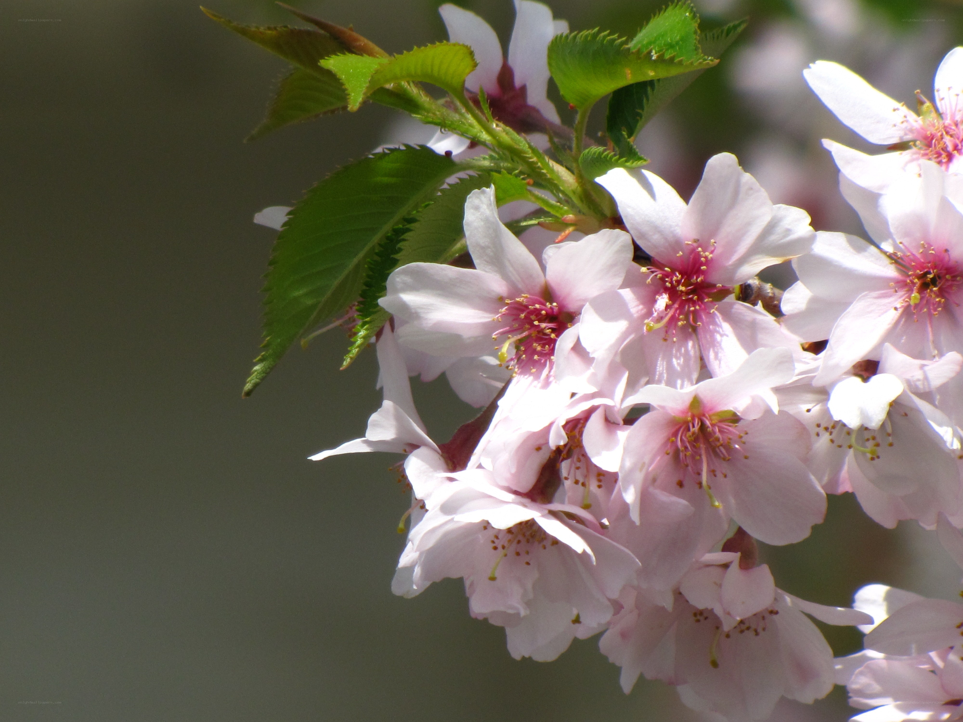 cherry blossoms in bloom