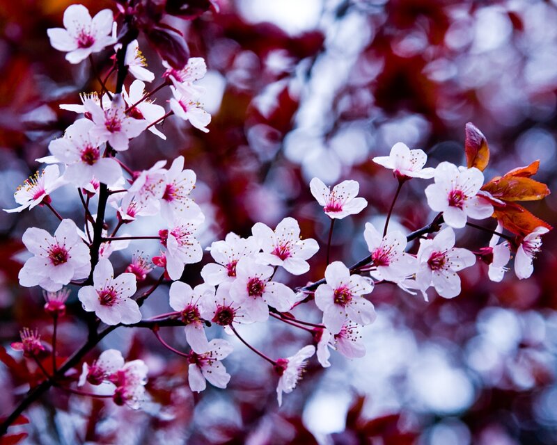 Cherry blossoms in bloom