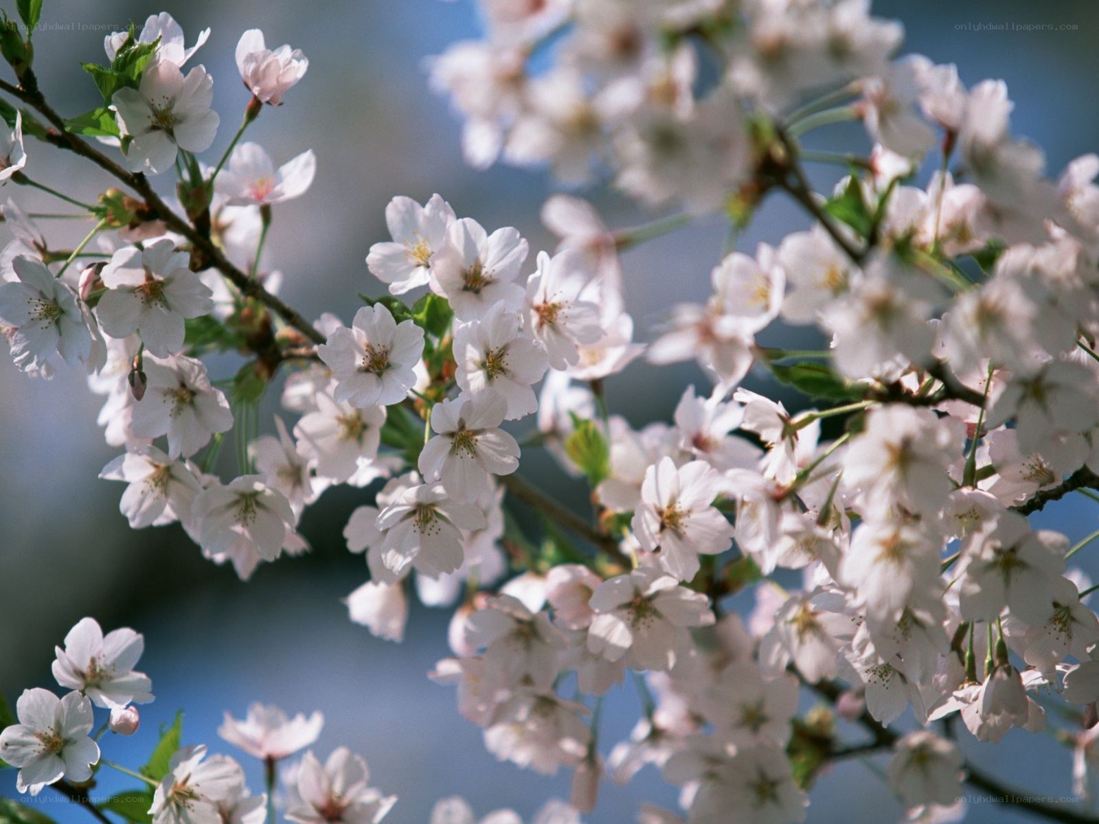 Cherry blossoms in bloom