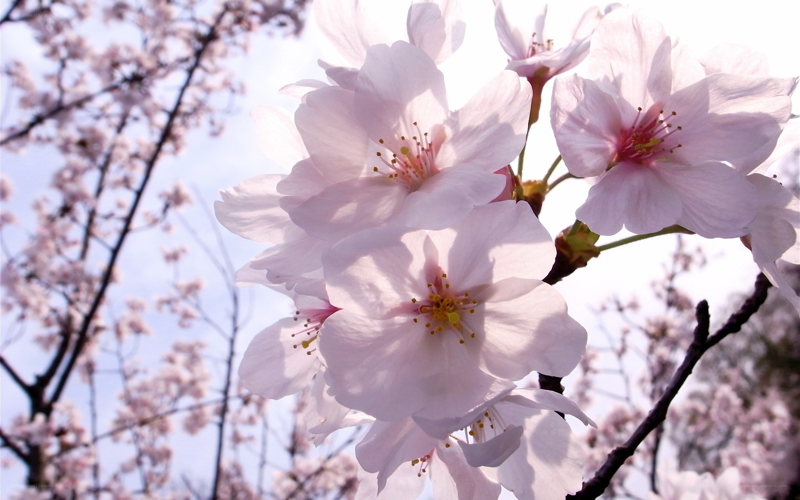 Cherry blossoms in bloom