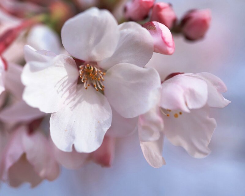 Cherry blossoms in bloom