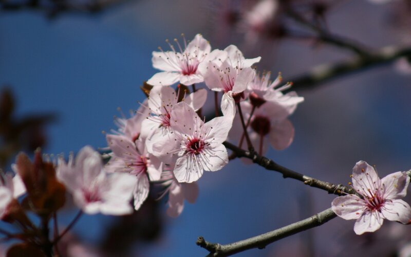 cherry blossoms in bloom