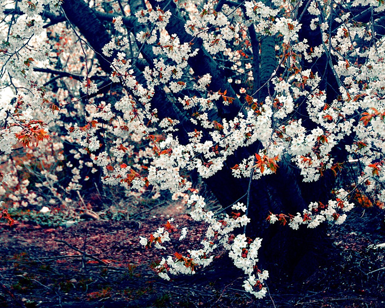 Cherry blossoms in bloom