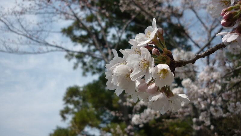 Cherry blossoms in bloom