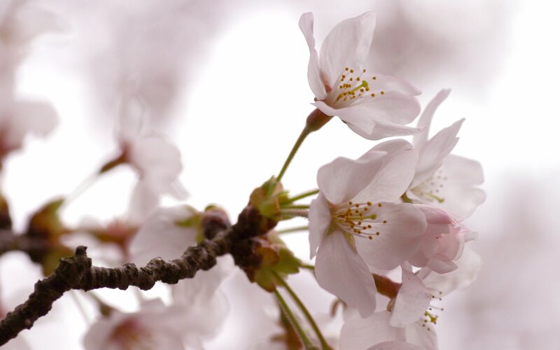 cherry blossoms in bloom