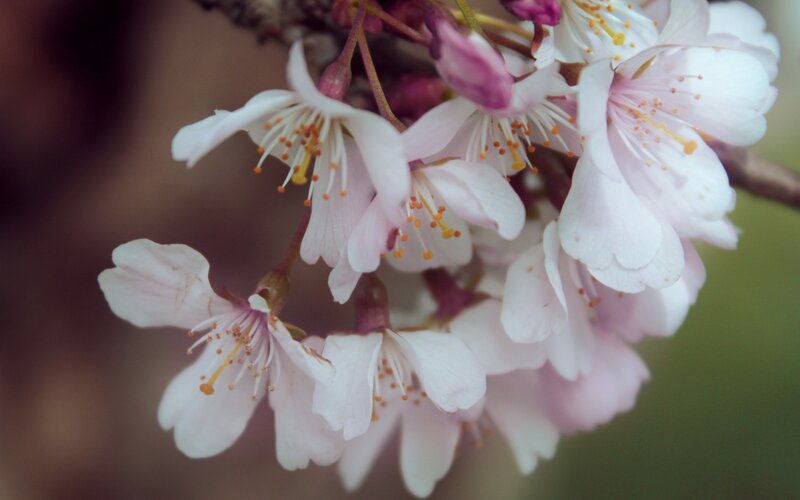 cherry blossoms in bloom