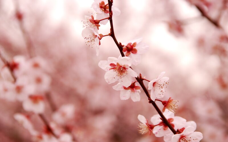 cherry blossoms in bloom