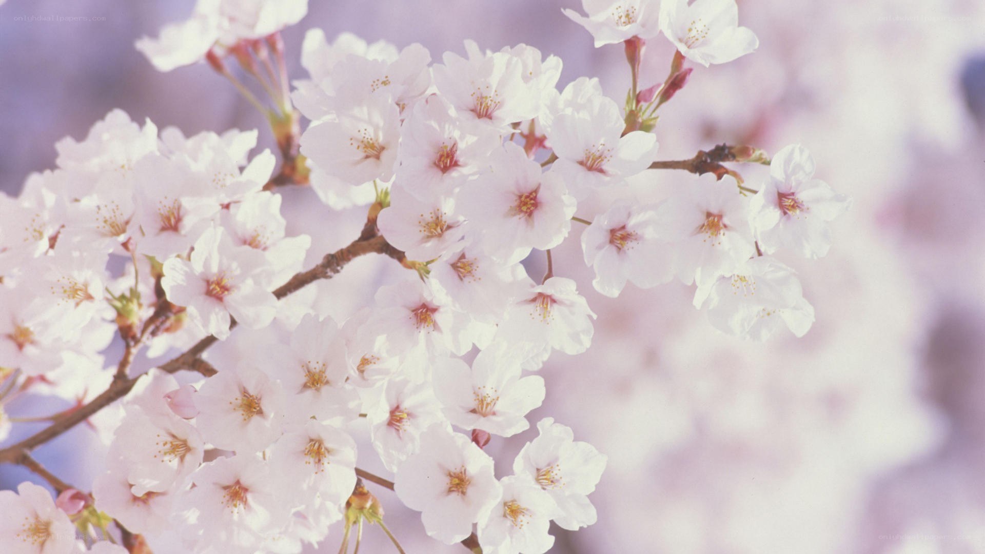 cherry blossoms in bloom