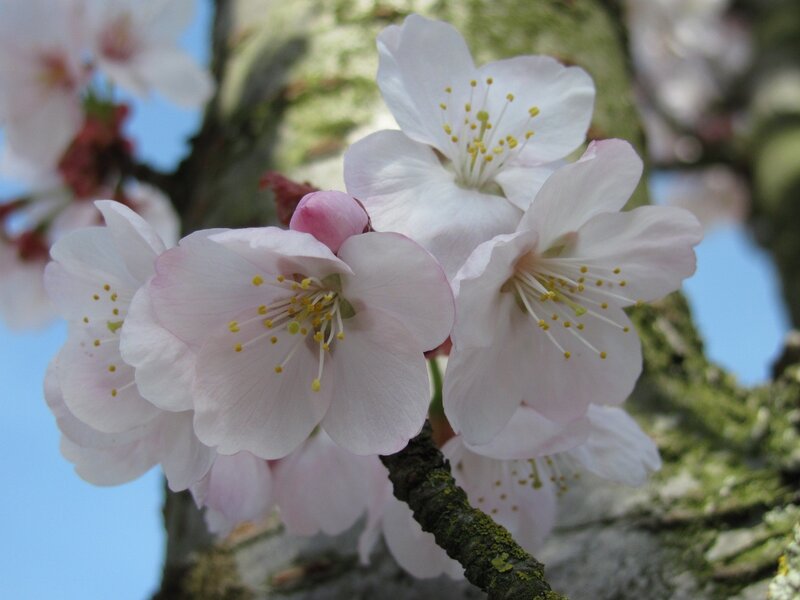 Cherry blossoms in bloom