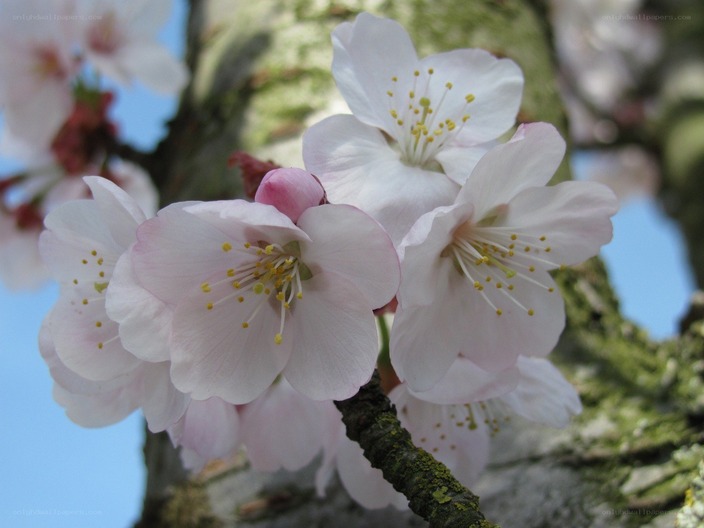 Cherry blossoms in bloom