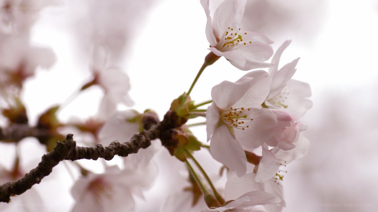 cherry blossoms in bloom