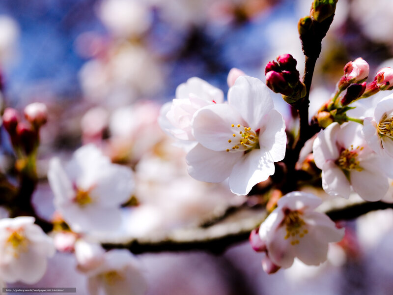 Cherry blossoms in bloom