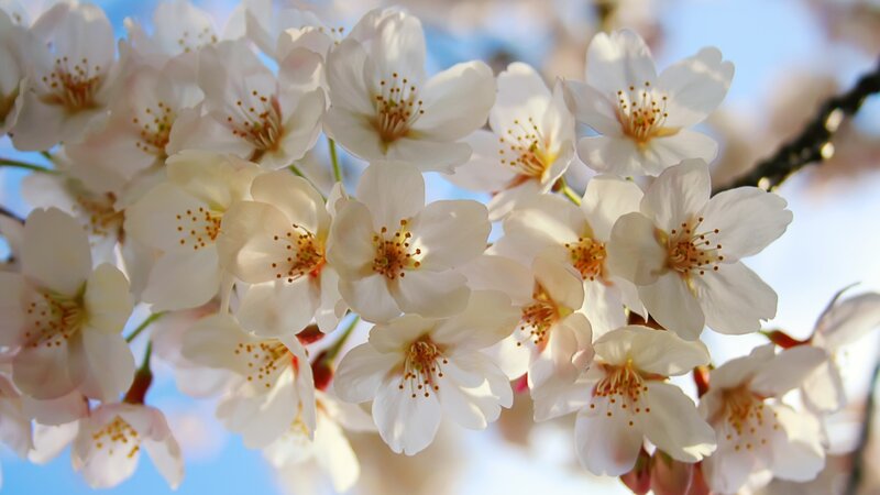 cherry blossoms in bloom