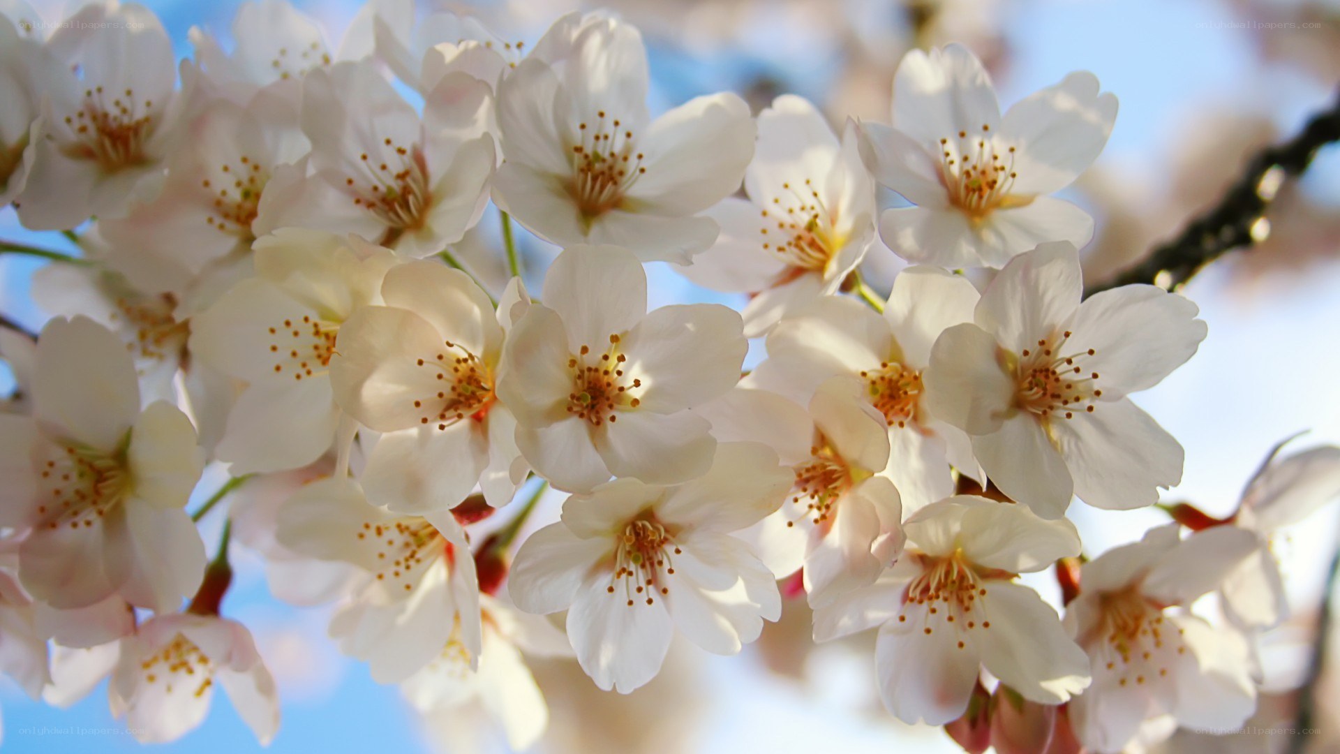 cherry blossoms in bloom