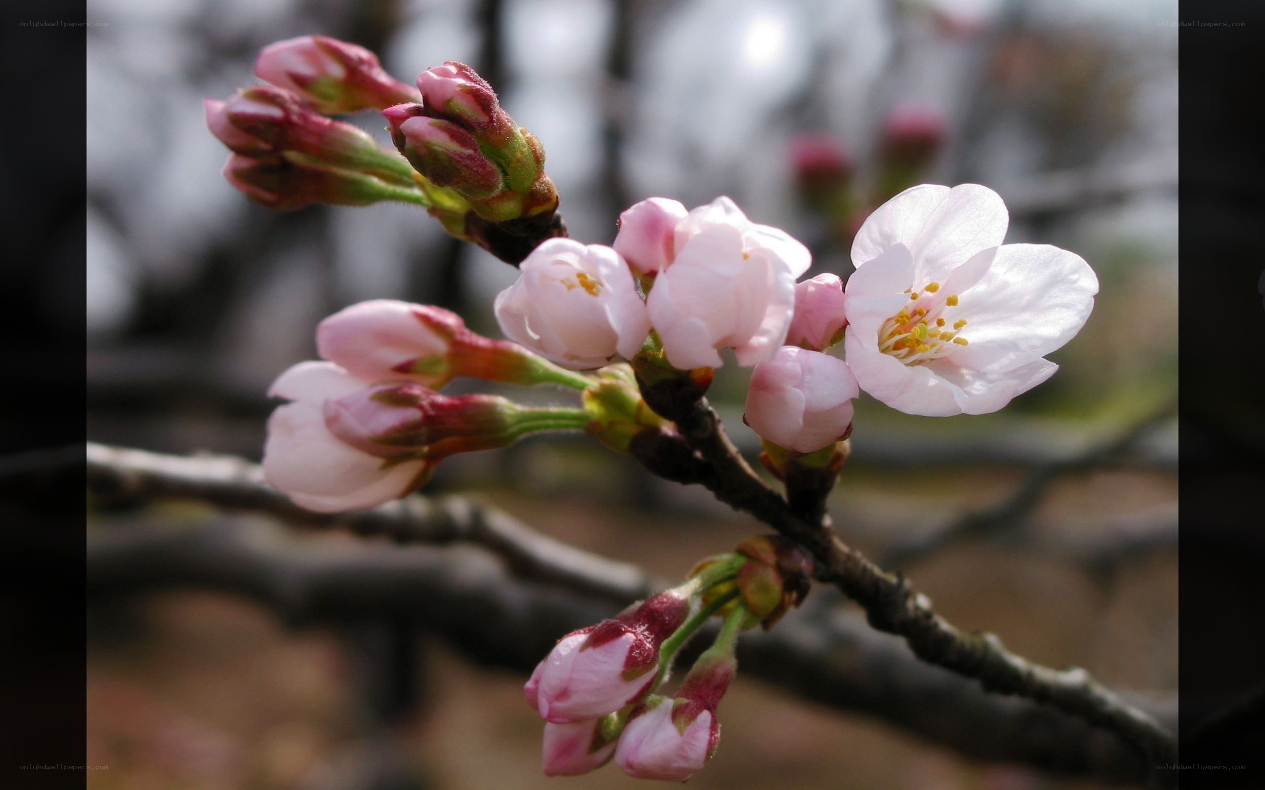 Cherry blossoms in bloom