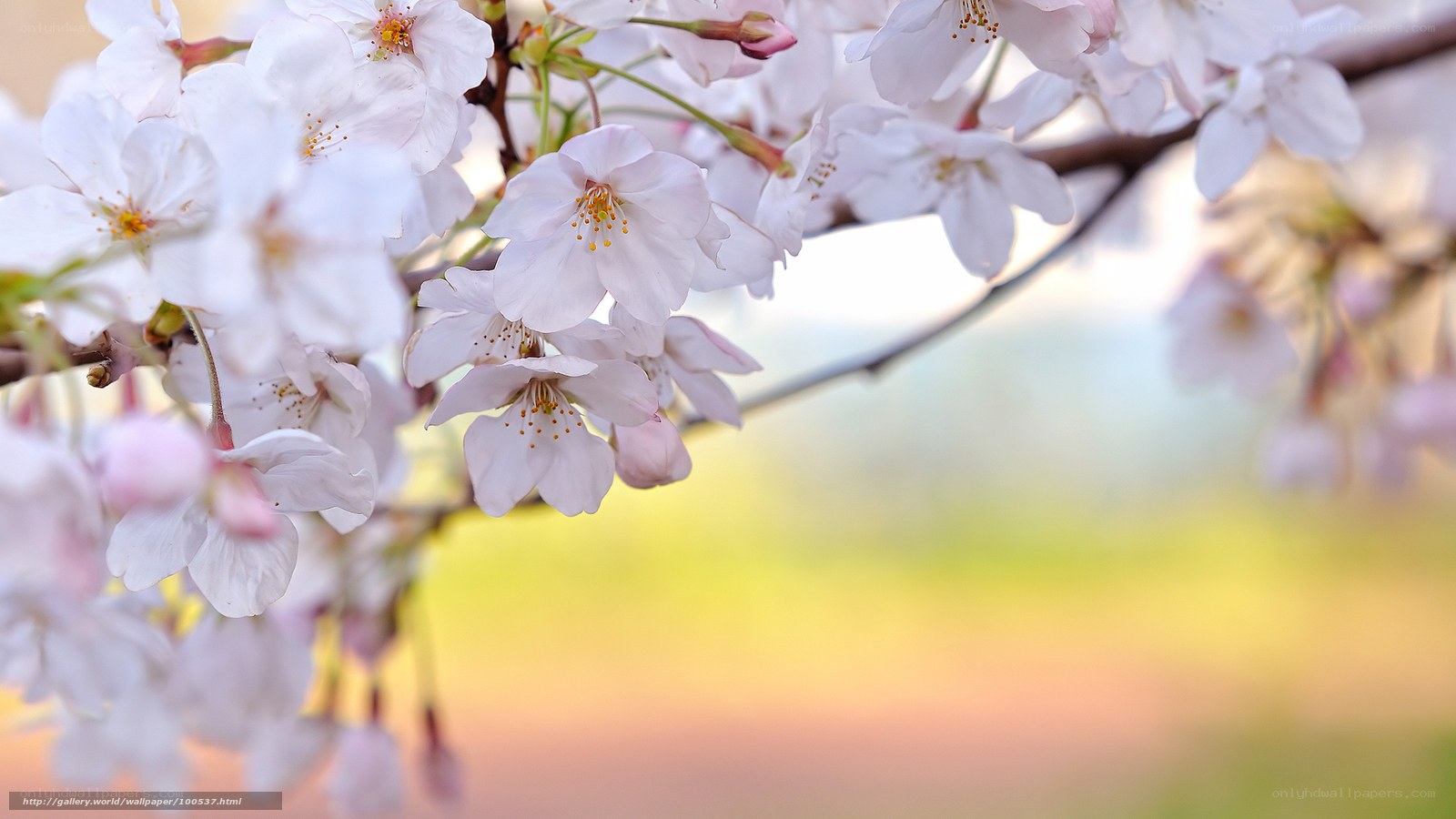 Cherry blossoms in bloom